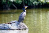 Cormorant on rock