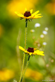 Tall flowers