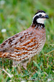 Bobwhite profile