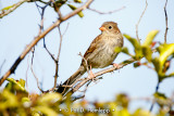 Young sparrow
