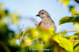 Over the leaves