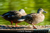 Resting ducks