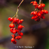 Red berries
