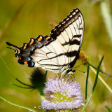 On teasel