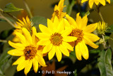 Flowers and bee