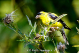 Feeding in field