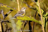 Warbler in field