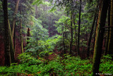 Light in the forest