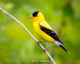 Goldfinch profile