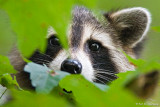Raccoon eyes