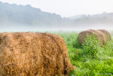 Hay in the fog