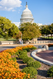 Flowers and the Capitol