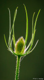 Wild teasel