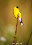 Bright yellow