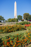 Flowered foreground