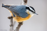 Nuthatch watching