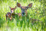 Deer in the grass