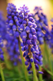 21 Grape hyacinth 4446