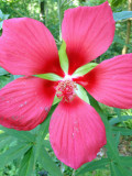 16  Swamp hibiscus 5648