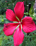 29 Swamp hibiscus 6318