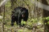 Black Bear