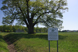05.05.13-Keeler Oak