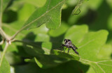 Robber Fly