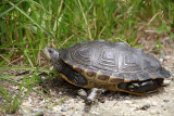 Diamondback Terrapin