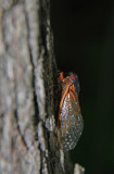 Magicicada septendecim-17 year Cicada