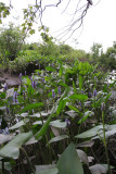 Pontederia cordata- Pickerel Weed