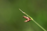 Schoenoplectus americanus- Chairmakers Bulrush