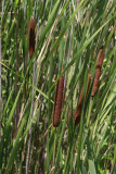 Typha angustifolia- Narrow-leaf Cattail