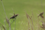 Female Red-winged Blackbird