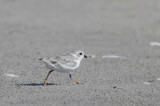 Radio-tracked Piping Plover