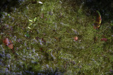 Bladderworts in flooded woods