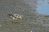 Least Sandpiper