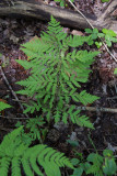Dryopteris intermedia- Evergreen Wood Fern