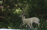 White deer family!