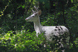 White deer!