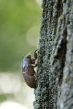 Cicada climing to transform