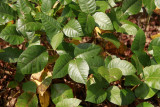 Toxicodendron pubescens- Poison Oak