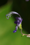 Trichostema setaceum- Narrow-leaf Blue Curls