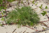 Artemisia campestris ssp. caudata- Beach Wormwood
