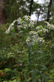 Aster umbellatus- White Flat-topped Aster