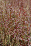 Ammannia coccinea- Scarlet Toothcup