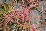 Ammannia coccinea- Scarlet Toothcup