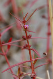 Ammannia coccinea- Scarlet Toothcup