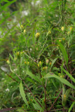 Bidens bidentoides- Estuary Beggar Ticks