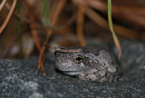 Northern Gray Treefrog