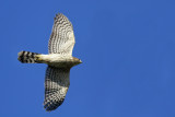 Coopers Hawk (juvenile)